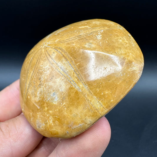Holectypus Sea Urchin Fossil With Box And Stand - Middle Jurassic Madagascar