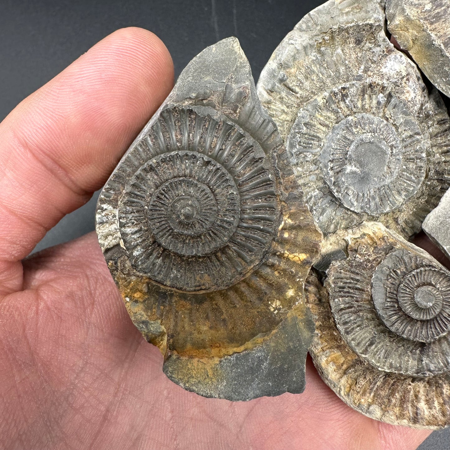Dactylioceras imprint (negative) bundle ammonite shell fossil with box - Whitby, North Yorkshire, Yorkshire Fossils