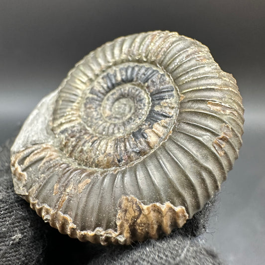 Dactylioceras semicelatum Ammonite fossil with box and stand - Whitby, North Yorkshire Jurassic Coast Yorkshire Fossils