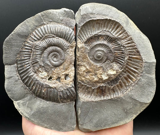 Dactylioceras Ammonite nodule (split pair) Fossil With Stand - Whitby, North Yorkshire Jurassic Coast Yorkshire Fossils