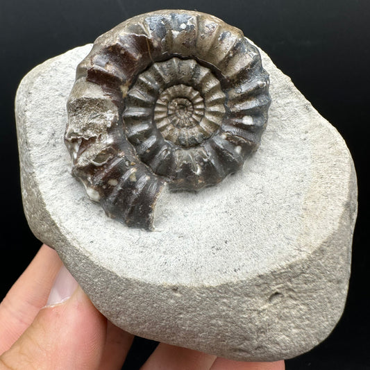 Androgynoceras maculatum ammonite fossil with box and stand - Whitby, North Yorkshire Jurassic Coast Yorkshire Fossils