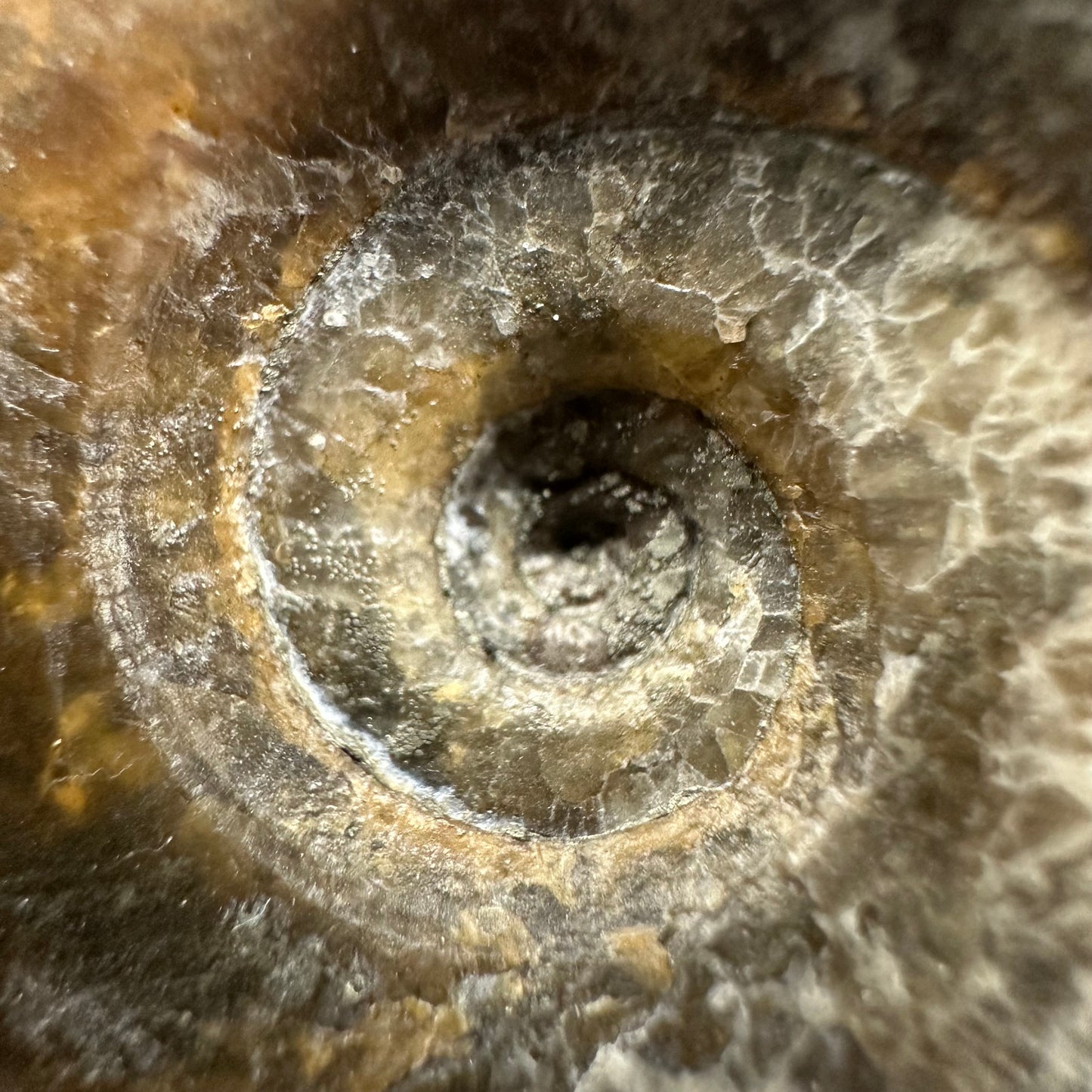 Eleganticeras Elegantulum ammonite / Coprolite fossil with box and stand - Whitby, North Yorkshire Jurassic Coast, Yorkshire Fossils
