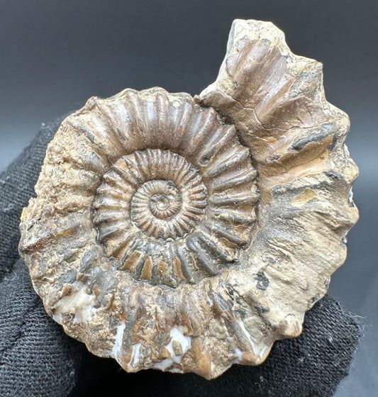 Oistoceras figulinum ammonite fossil with box and stand - Whitby, North Yorkshire Jurassic Coast Yorkshire Fossils