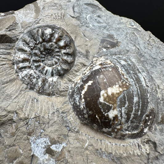 Amaltheus subnodosus Ammonite fossil with box and stand - Whitby, North Yorkshire Jurassic Coast Yorkshire Fossils