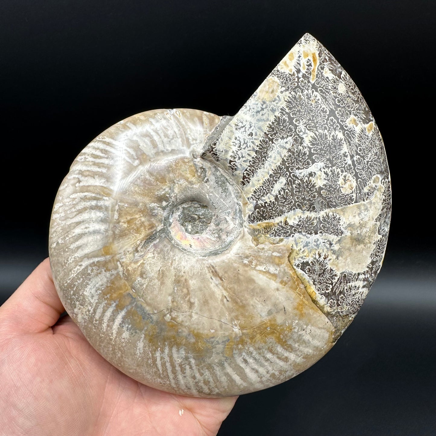 Cleoniceras Ammonite Fossil With Stand - Cretaceous Ammonite Madagascar