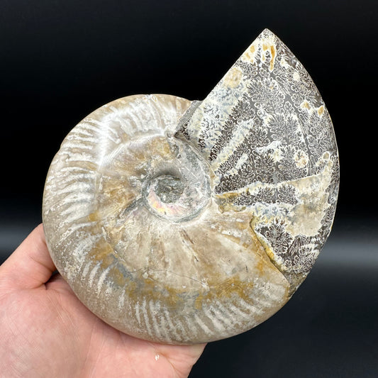 Cleoniceras Ammonite Fossil With Stand - Cretaceous Ammonite Madagascar