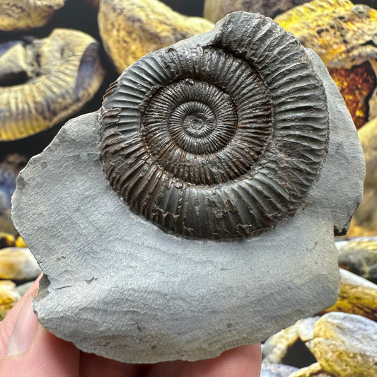 Dactylioceras ammonite fossil - Whitby, North Yorkshire Jurassic Coast Yorkshire Fossils