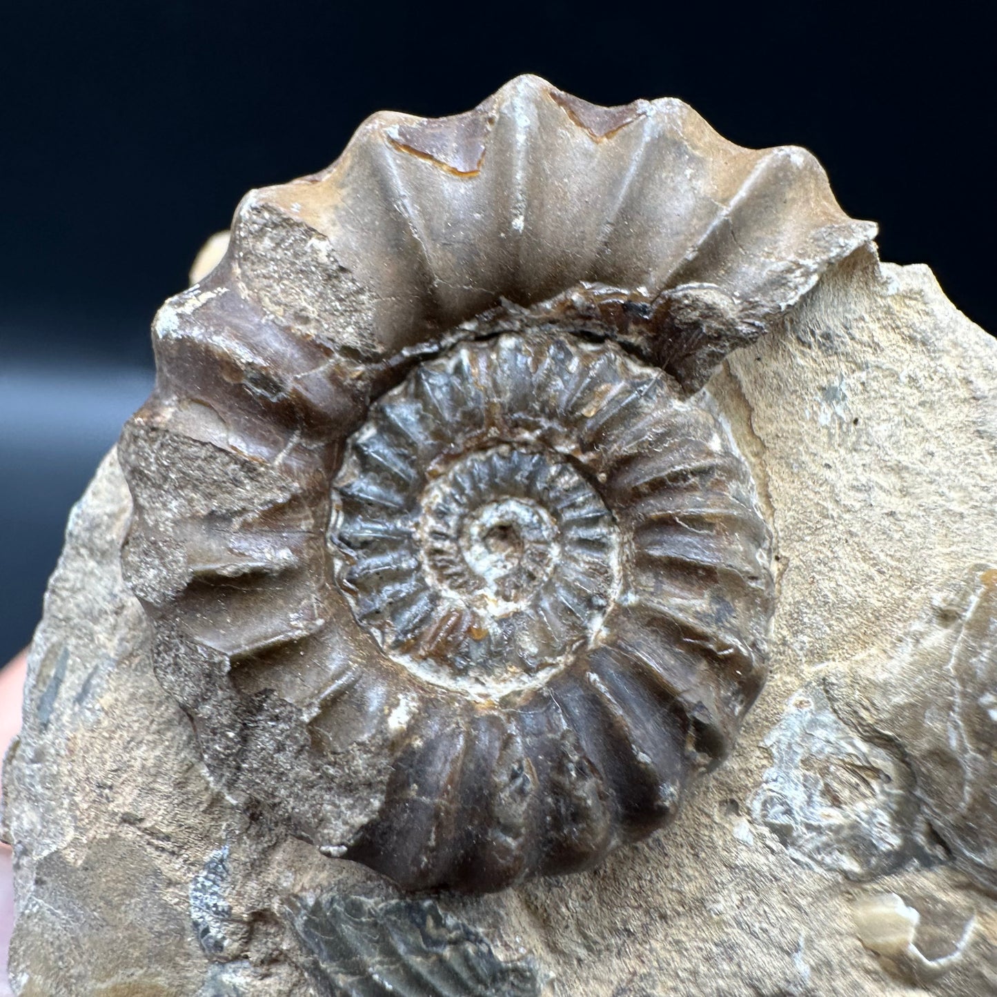 Androgynoceras capricornus Ammonite fossil with box and stand - Whitby, North Yorkshire Jurassic Coast Yorkshire Fossils