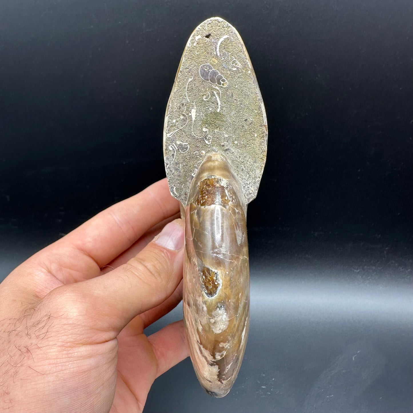 Cleoniceras Ammonite Fossil With Stand - Cretaceous Ammonite Madagascar