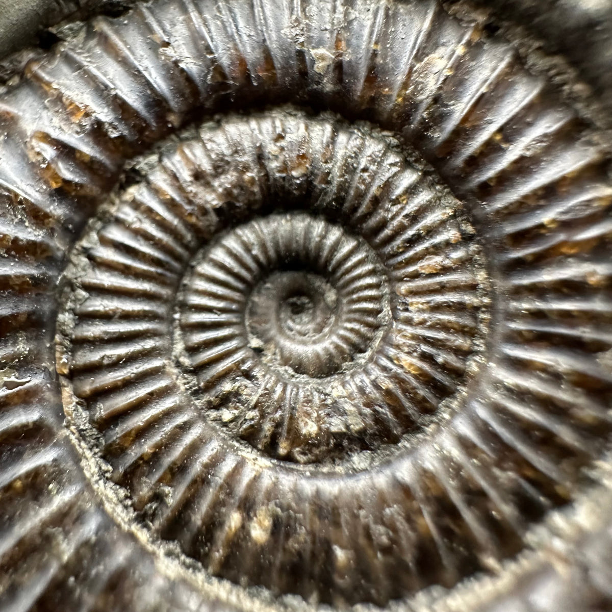 Dactylioceras Ammonite Fossil With box and Stand - Whitby, North Yorkshire Jurassic Coast Yorkshire Fossils