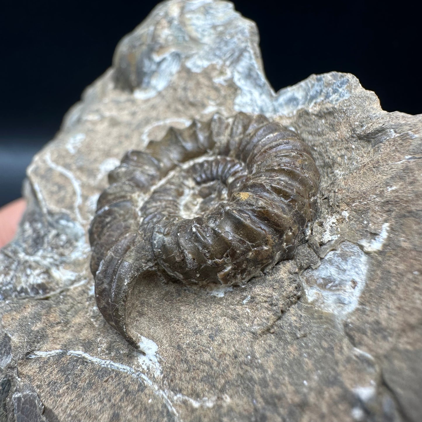 Androgynoceras capricornus Ammonite fossil with box and stand - Whitby, North Yorkshire Jurassic Coast Yorkshire Fossils