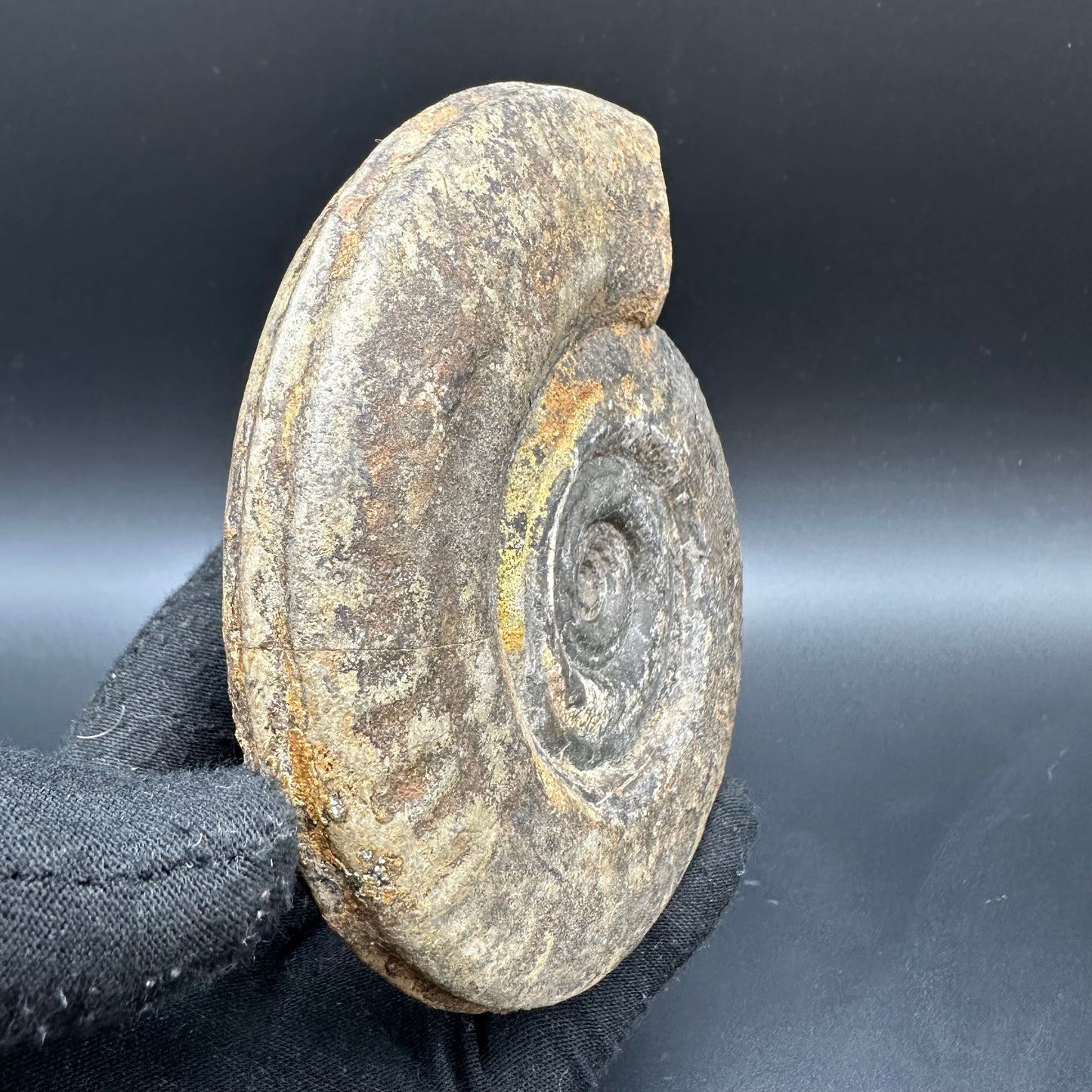 Hildoceras Bifrons Ammonite fossil with box and stand - Whitby, North Yorkshire Jurassic Coast, Yorkshire Fossils from the Jurassic Coast