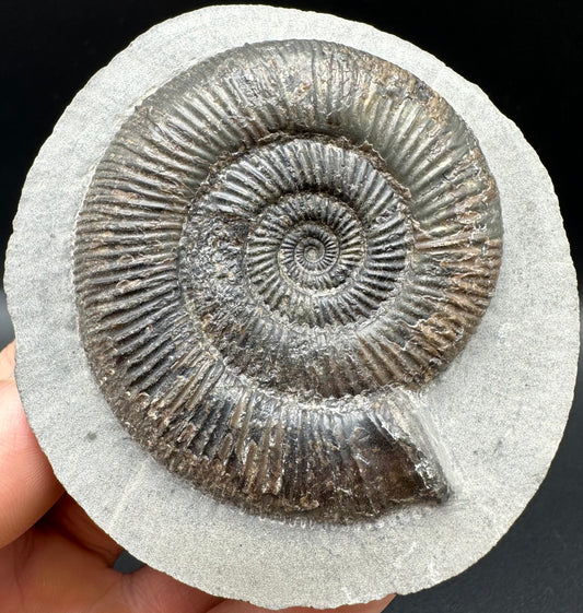 Dactylioceras semicelatum Ammonite fossil with box and stand - Whitby, North Yorkshire Jurassic Coast Yorkshire Fossils