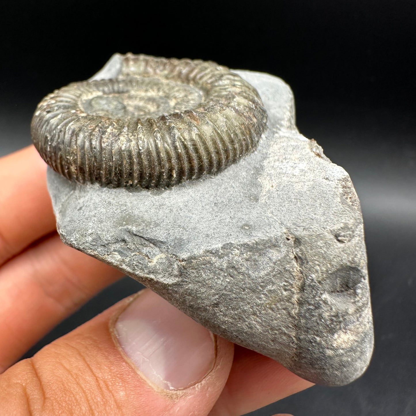 Dactylioceras Ammonite Fossil With Box And Stand - Whitby, North Yorkshire Jurassic Coast Yorkshire Fossils