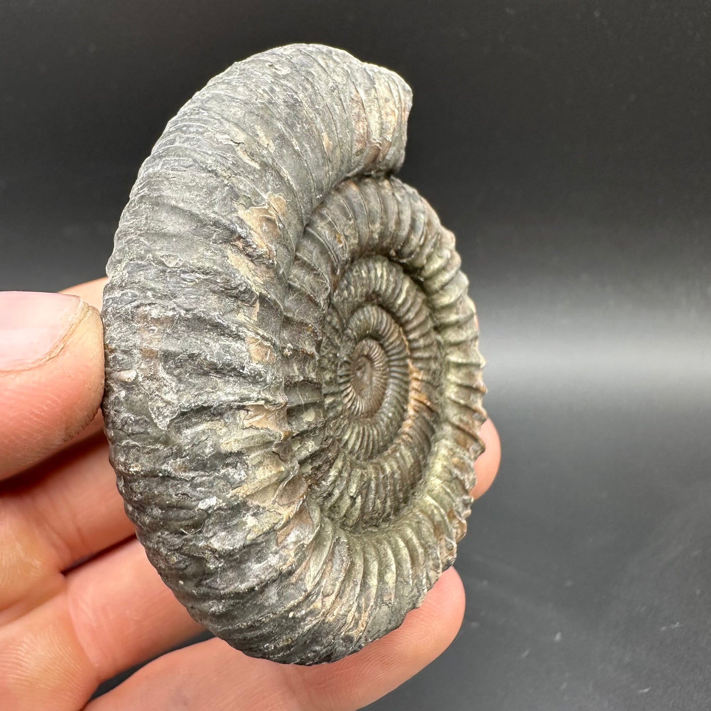 Dactylioceras Ammonite Fossil With box and Stand - Whitby, North Yorkshire Jurassic Coast Yorkshire Fossils