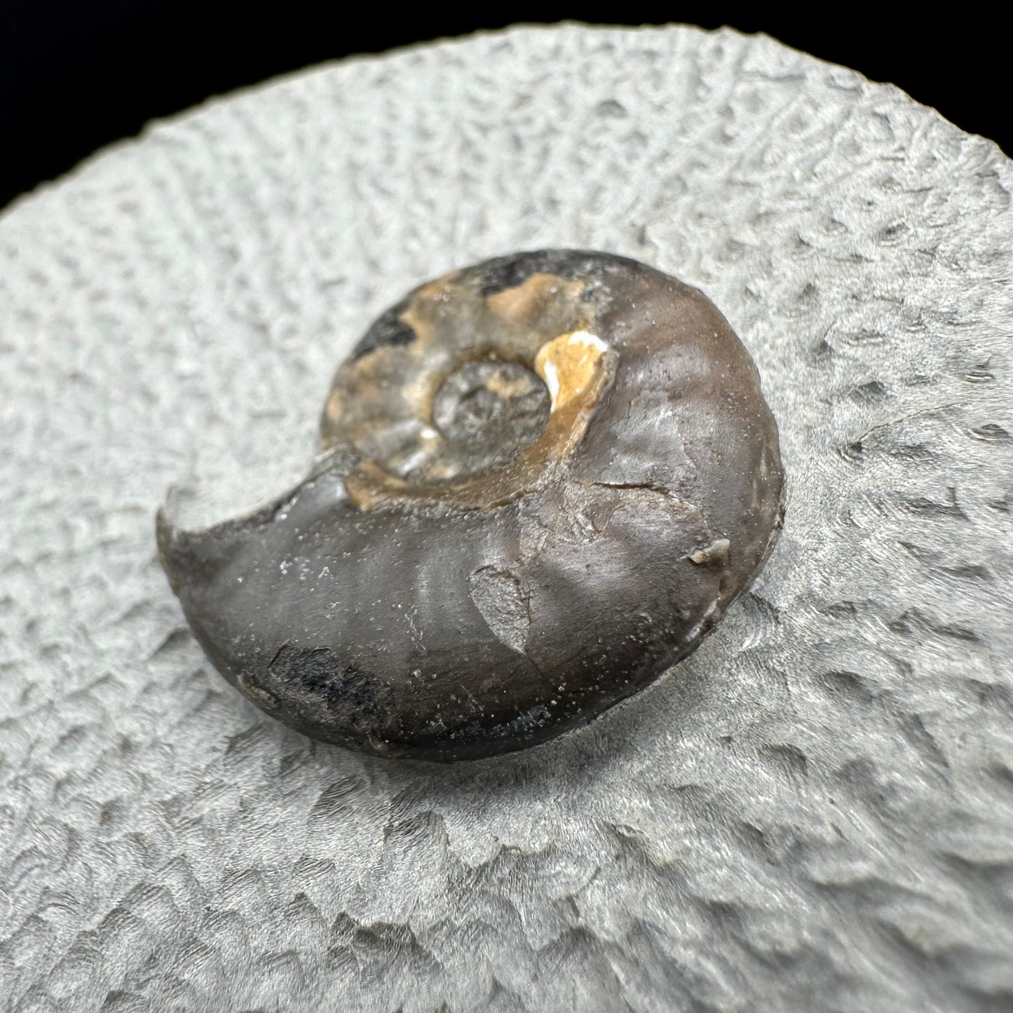 Eleganticeras Elegantulum ammonite fossil with box and stand - Whitby, North Yorkshire Jurassic Coast, Yorkshire Fossils