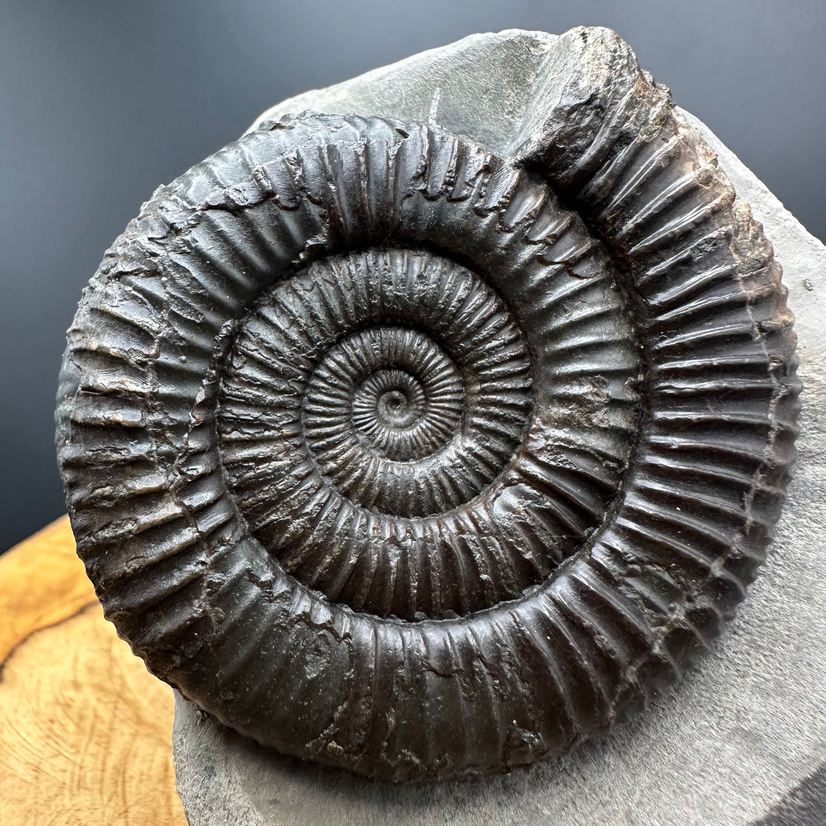 Dactylioceras Ammonite Fossil With box and Stand - Whitby, North Yorkshire Jurassic Coast Yorkshire Fossils