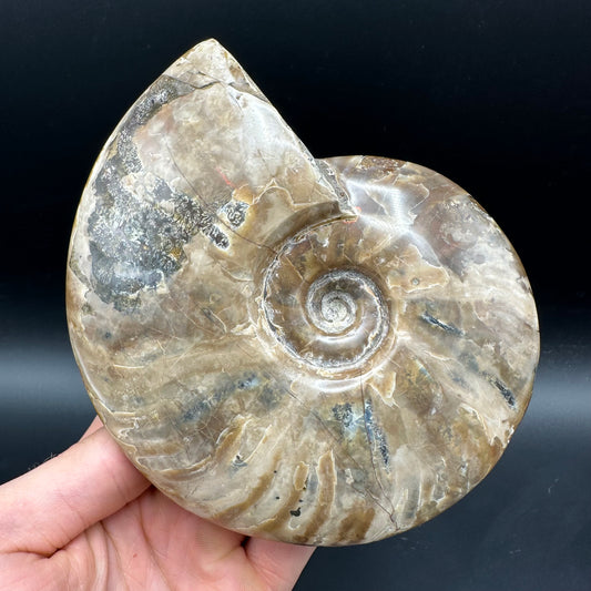 Cleoniceras Ammonite Fossil With Stand - Cretaceous Ammonite Madagascar