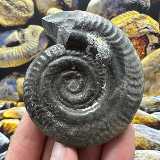 Hildoceras lusitanicum ammonite fossil - Whitby, North Yorkshire Jurassic Coast, Yorkshire Fossils