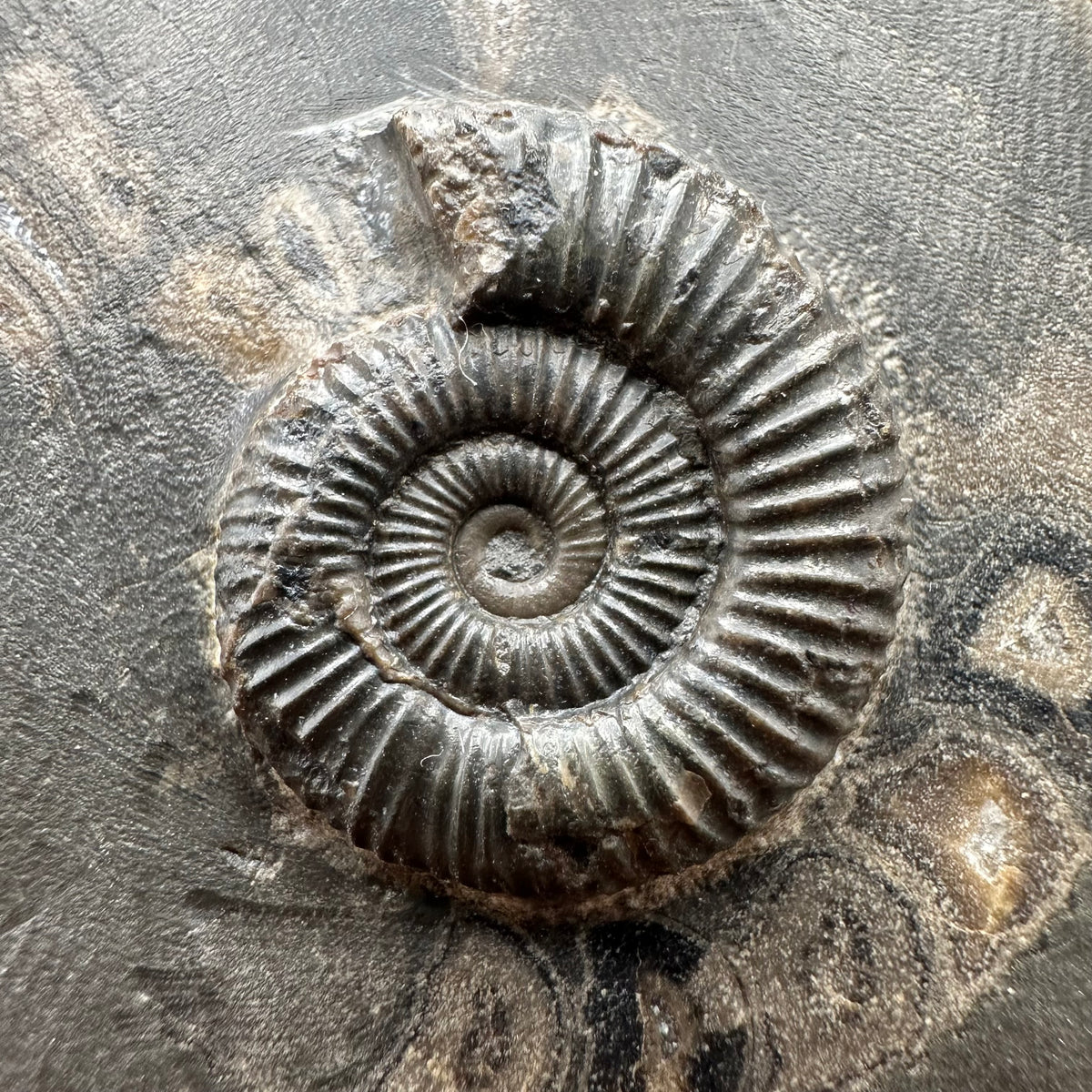 Dactylioceras Ammonite Fossil With box and Stand - Whitby, North Yorkshire Jurassic Coast Yorkshire Fossils