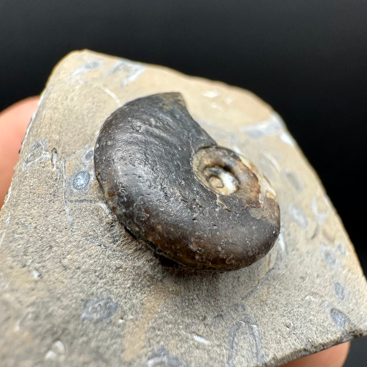 Amaltheus striatus ammonite fossil with box and stand - Whitby, North Yorkshire Jurassic Coast Yorkshire Fossils
