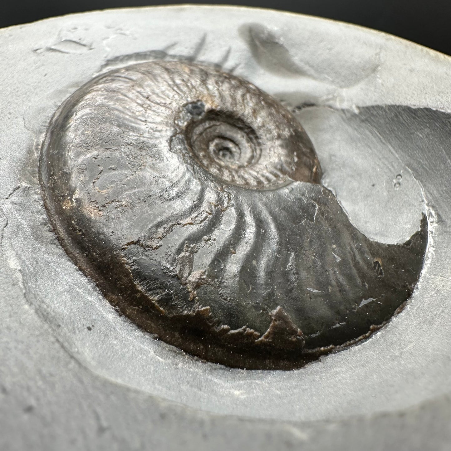 Golden Egg (GENUINE) Ammonite Fossil With Stand - Whitby, North Yorkshire Jurassic Coast Yorkshire Fossils