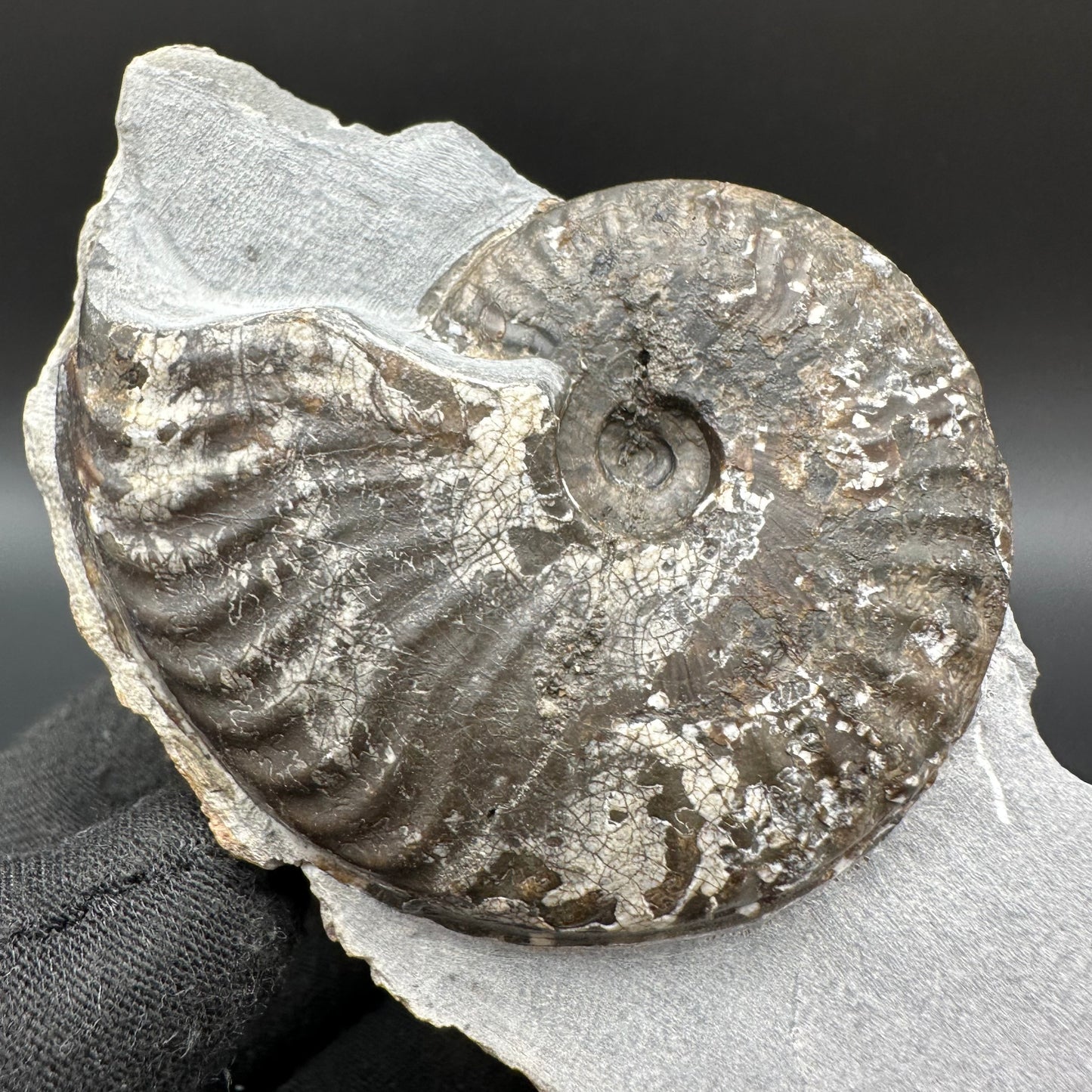 Pseudolioceras lythense Ammonite fossil with box and stand - Whitby, North Yorkshire, Yorkshire Fossils on the Jurassic Coast