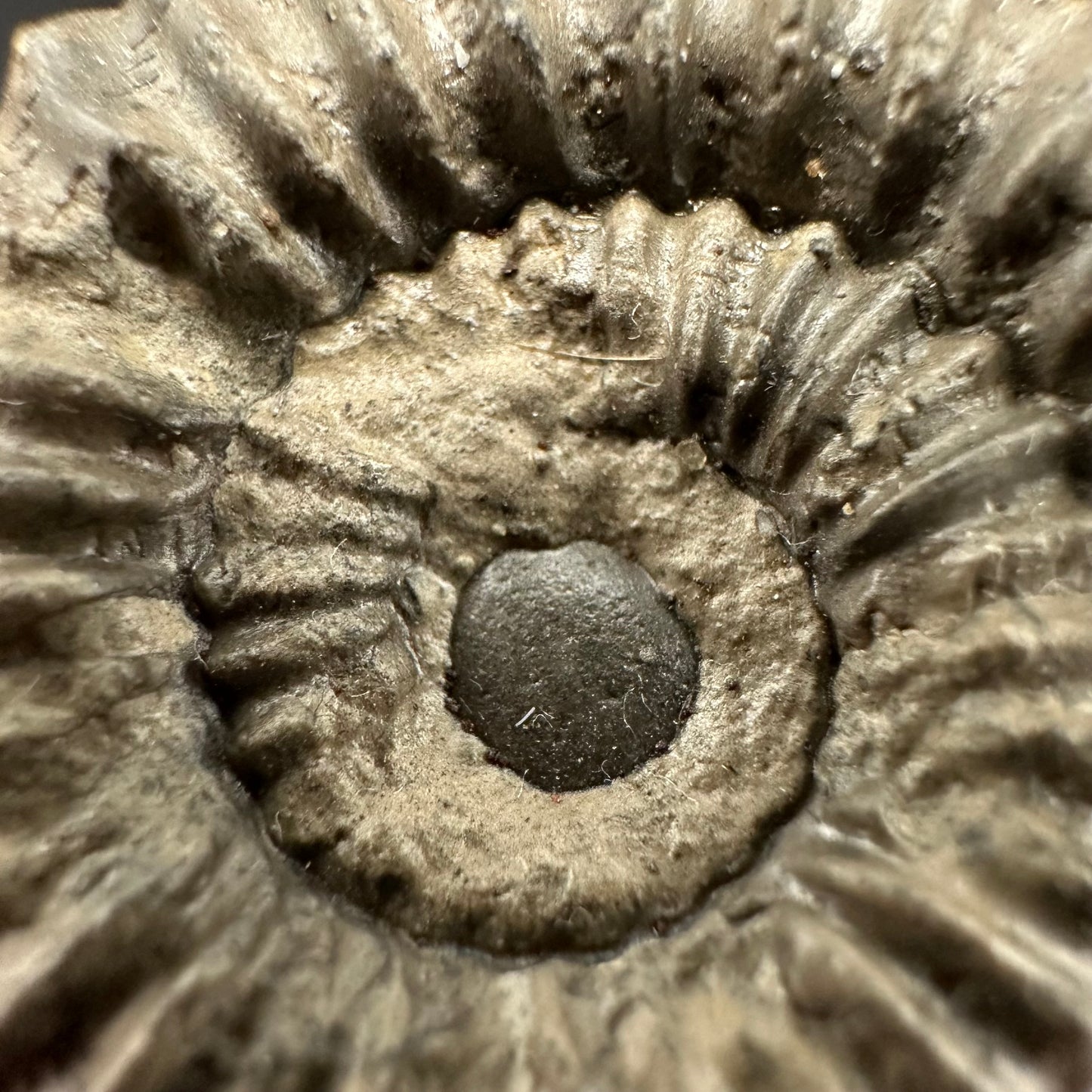 Pleuroceras hawskerense Ammonite fossil with box and stand - Whitby, North Yorkshire Jurassic Coast, Yorkshire fossils