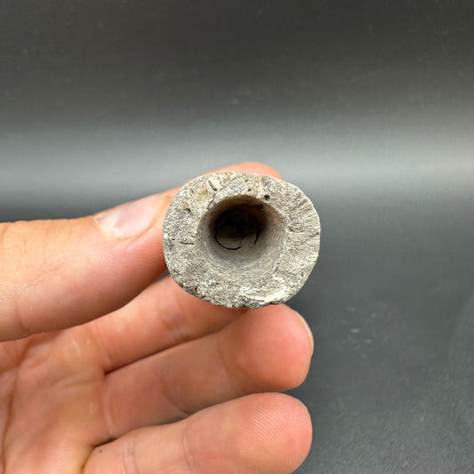 Belemnite (Fossil Squid) shell fossil with box and stand - Whitby, North Yorkshire Jurassic Coast Yorkshire Fossils