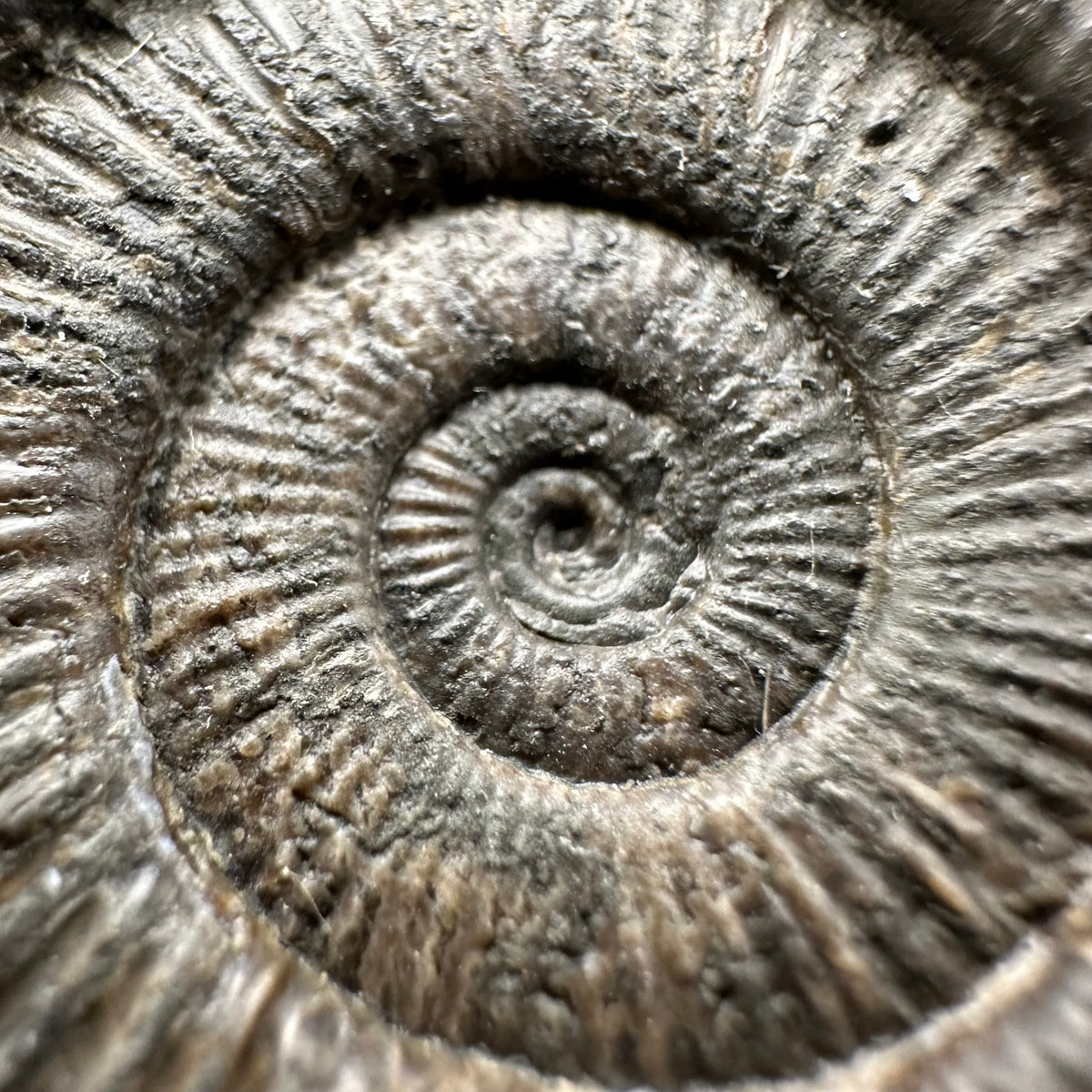 Dactylioceras Ammonite Fossil With Stand - Whitby, North Yorkshire Jurassic Coast Yorkshire Fossils