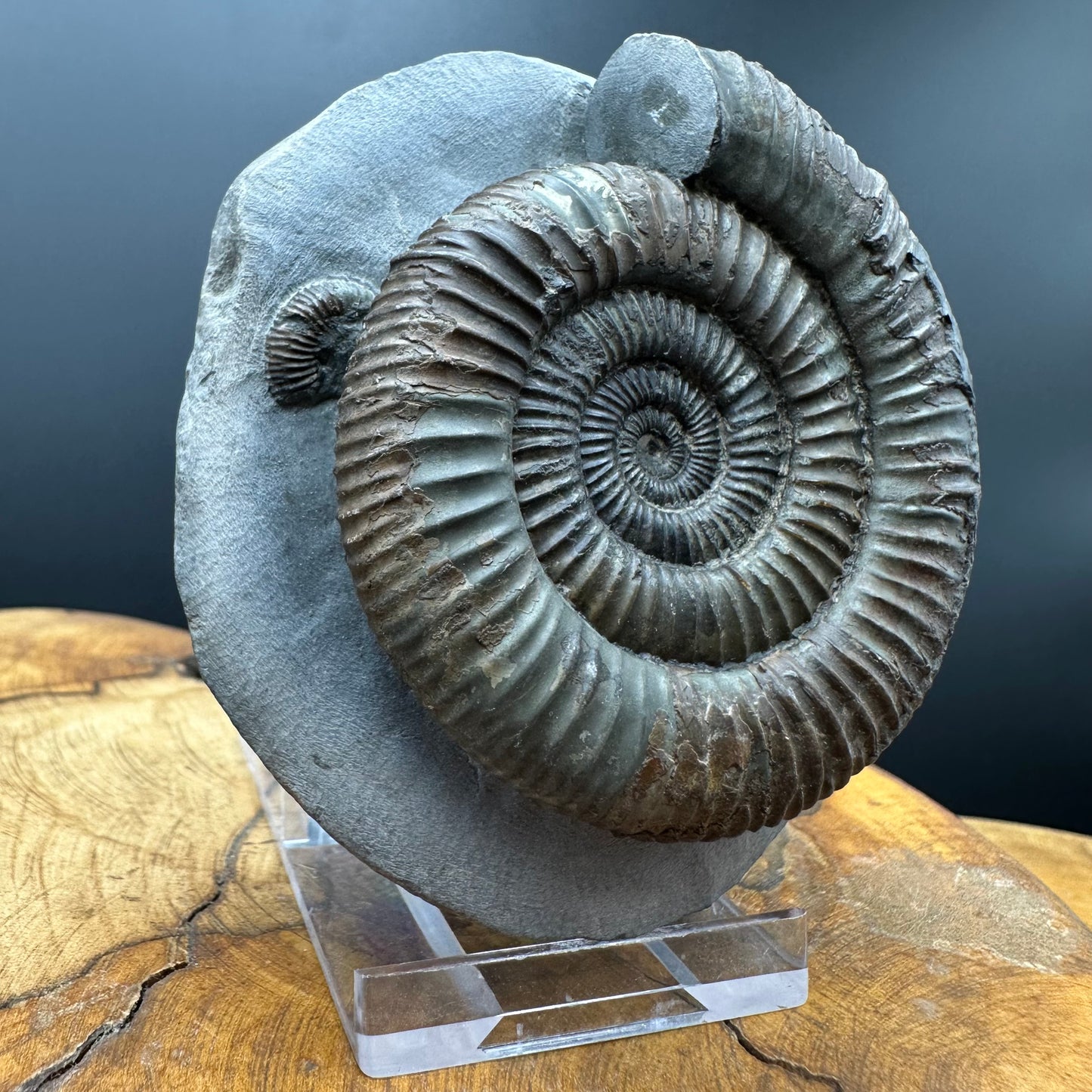 Dactylioceras Ammonite Fossil With box and Stand - Whitby, North Yorkshire Jurassic Coast Yorkshire Fossils