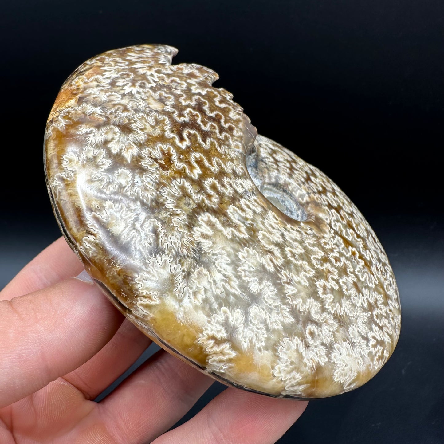 Cleoniceras Ammonite Fossil With Box And Stand - Cretaceous Ammonite Madagascar