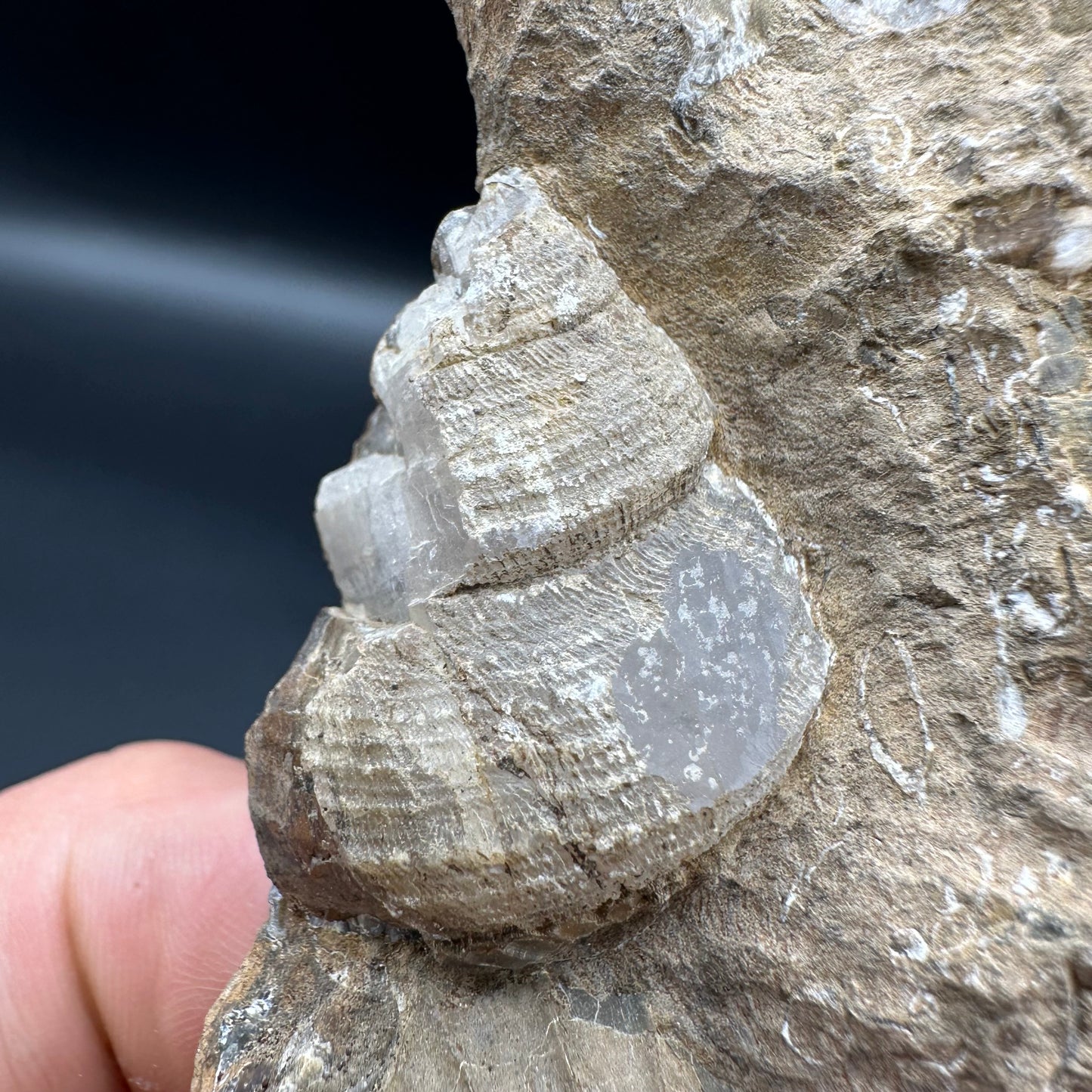 Androgynoceras Capricornus ammonite / Gastropod fossil with box and stand - Whitby, North Yorkshire Jurassic Coast Yorkshire Fossils