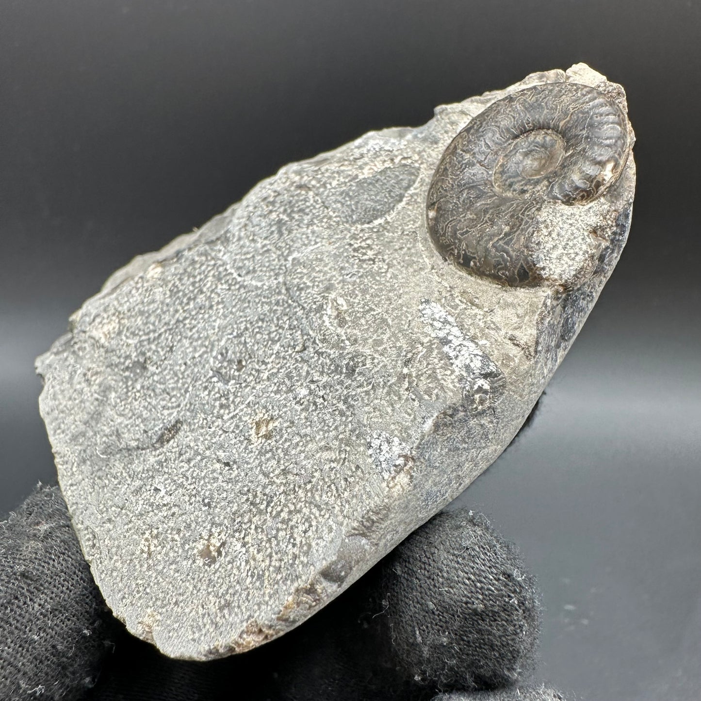 Grammoceras thoaurense Ammonite shell fossil with box and stand - Whitby, North Yorkshire, Yorkshire Fossils from the Jurassic Coast