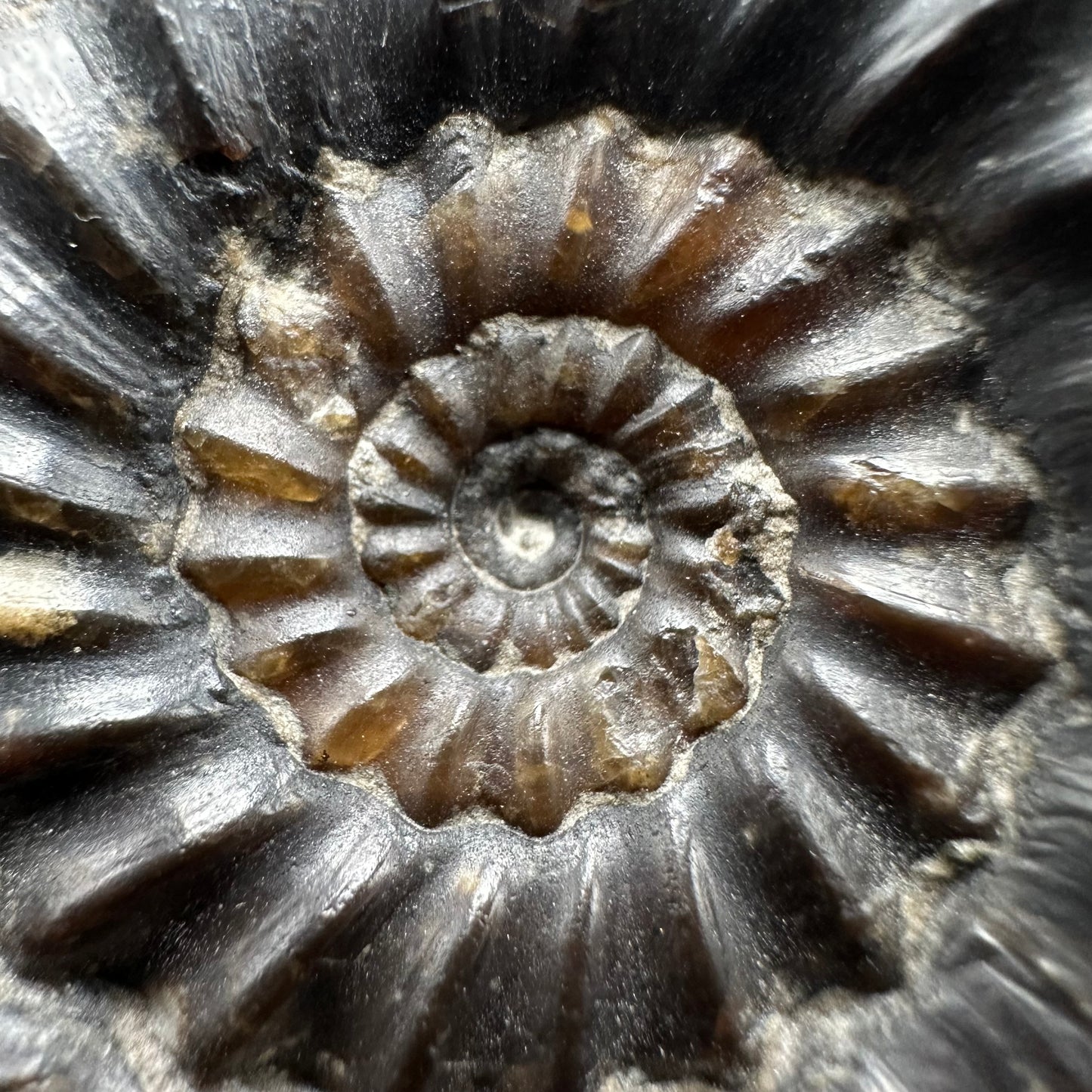 Androgynoceras maculatum Ammonite fossil with gift box and stand - Whitby, North Yorkshire Jurassic Coast Yorkshire Fossils