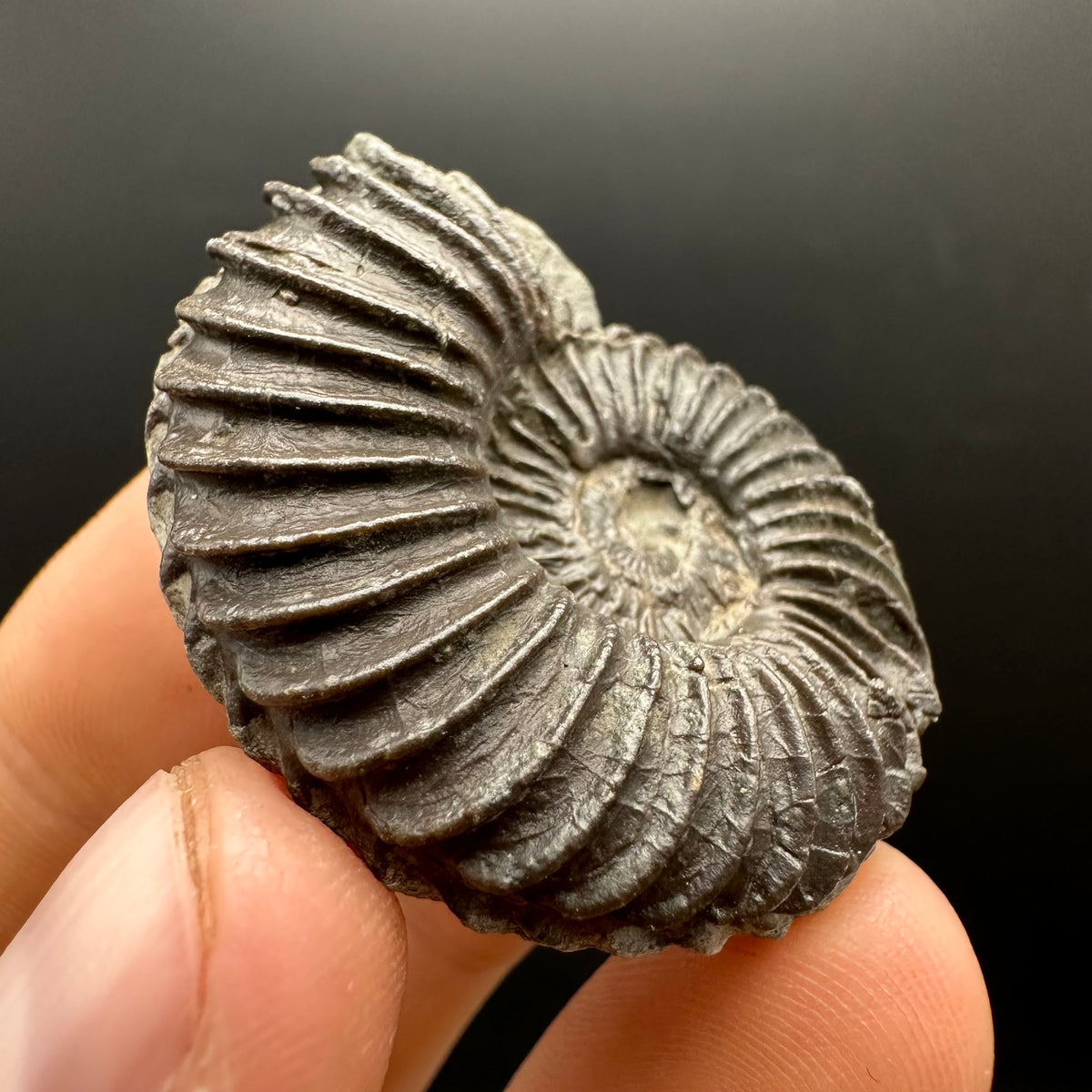 Schlothemia sp. ammonite fossil with box and stand - Whitby, North Yorkshire Jurassic Coast, Yorkshire fossils