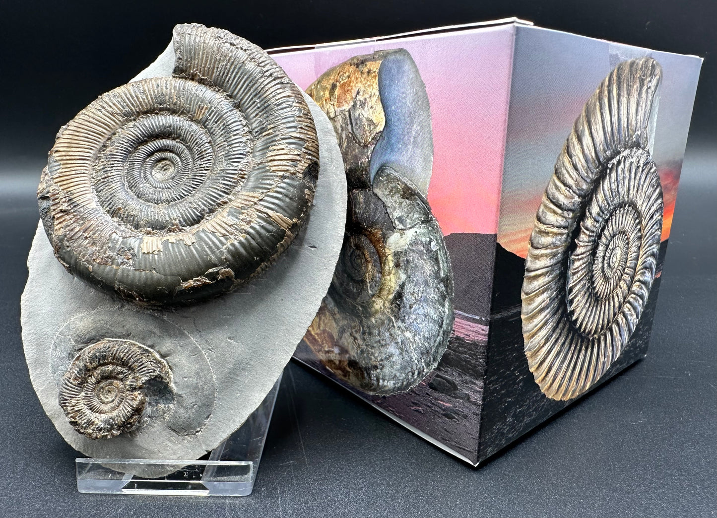 Dactylioceras tenuicostatum ammonite fossil with box and stand - Whitby, North Yorkshire Jurassic Coast