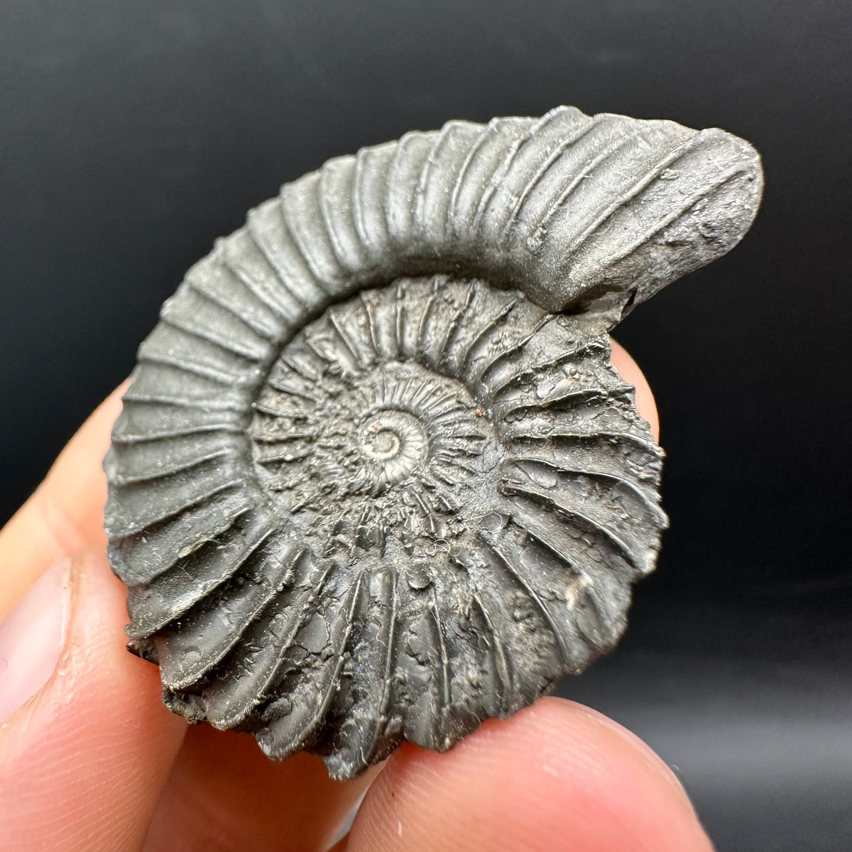 Schlothemia sp. ammonite fossil with box and stand - Whitby, North Yorkshire Jurassic Coast, Yorkshire fossils