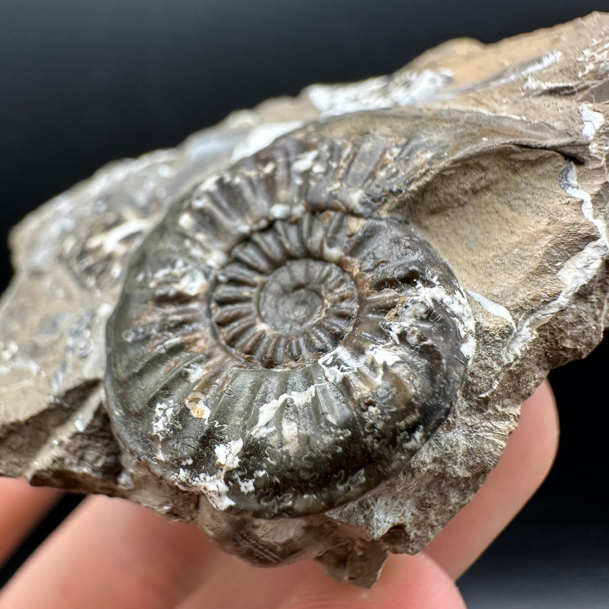 Amaltheus subnodosus Ammonite fossil with stand - Whitby, North Yorkshire Jurassic Coast Yorkshire Fossils