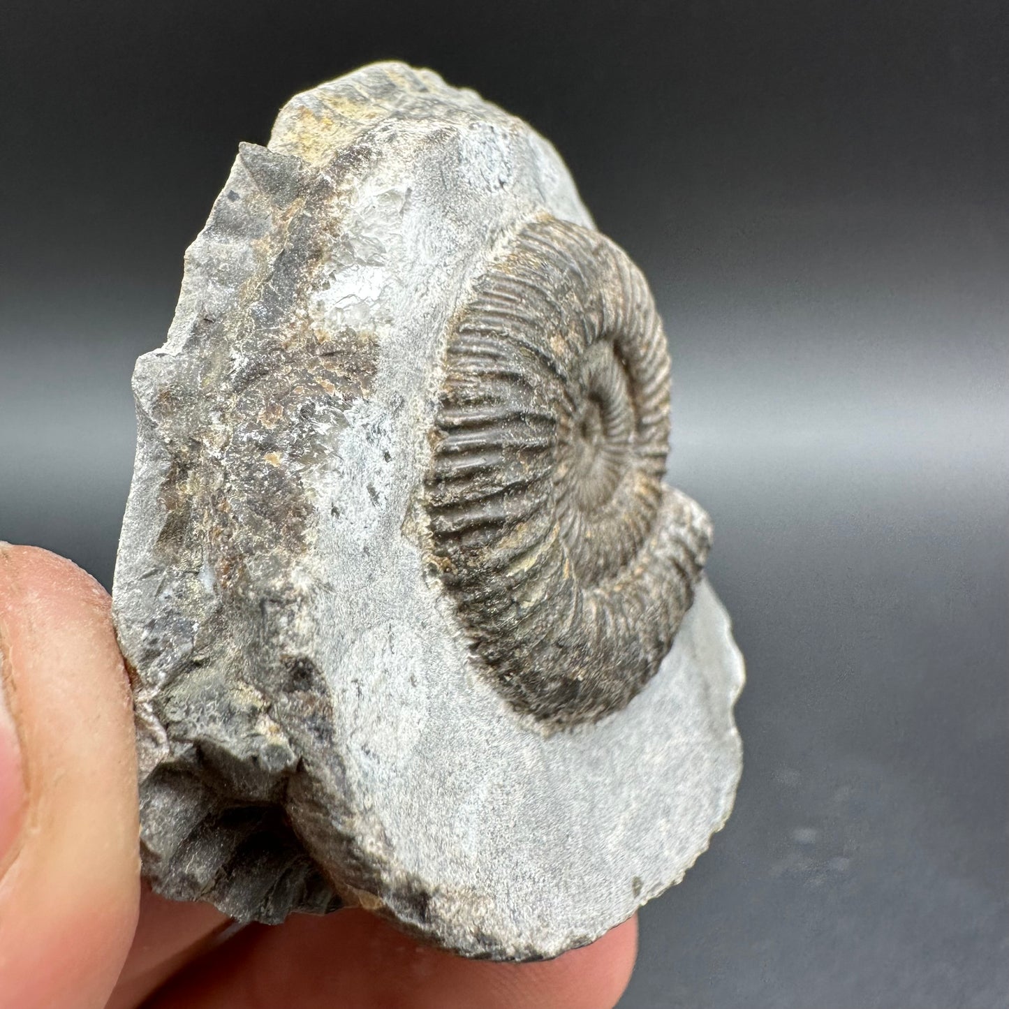 Dactylioceras Ammonite Fossil With Box And Stand - Whitby, North Yorkshire Jurassic Coast Yorkshire Fossils