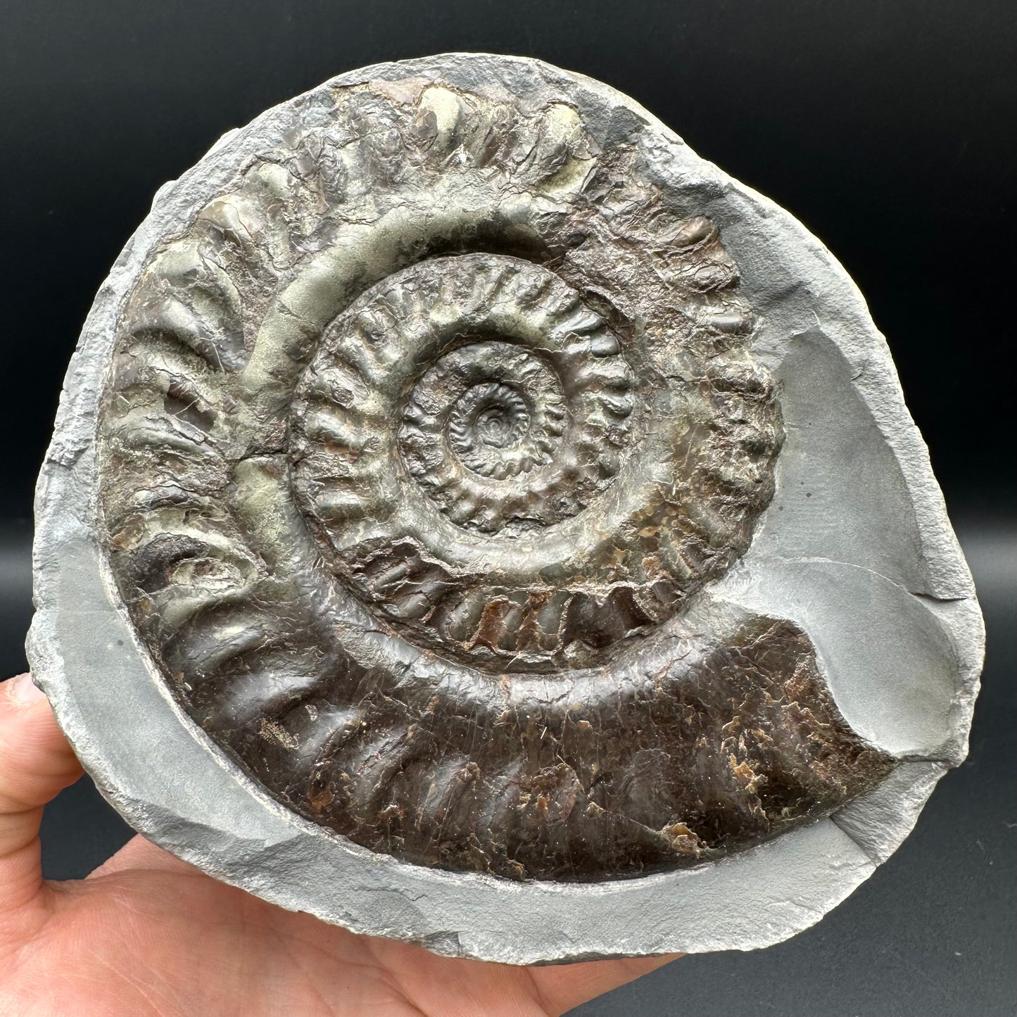 Hildoceras lusitanicum Ammonite nodule (split pair) Fossil With Stand - Whitby, North Yorkshire Jurassic Coast Yorkshire Fossils