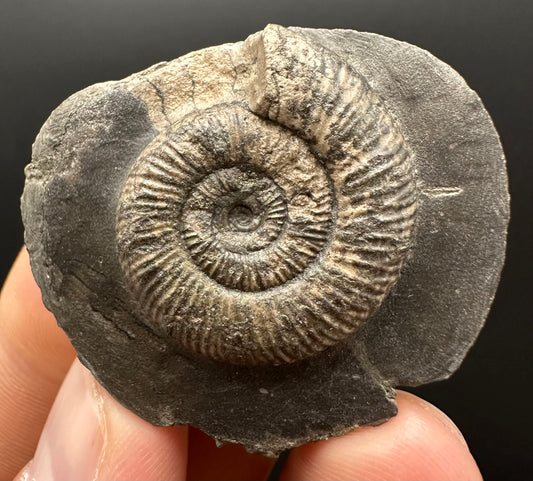 Dactylioceras Ammonite Fossil Gift Set - Whitby, North Yorkshire Jurassic Coast Yorkshire Fossils