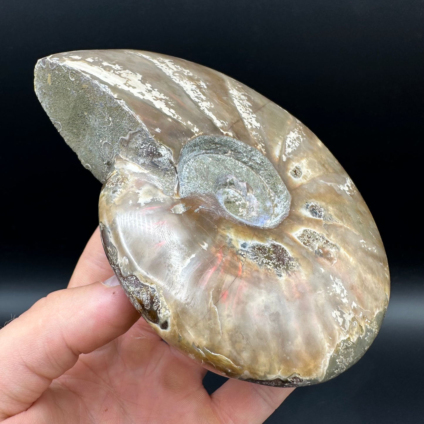 Cleoniceras Ammonite Fossil With Stand - Cretaceous Ammonite Madagascar