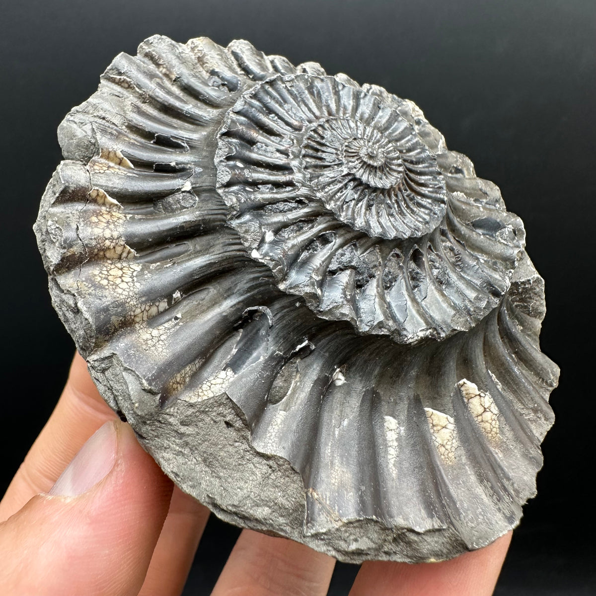 Pleuroceras hawskerense Ammonite fossil with box and stand - Whitby, North Yorkshire Jurassic Coast, Yorkshire fossils