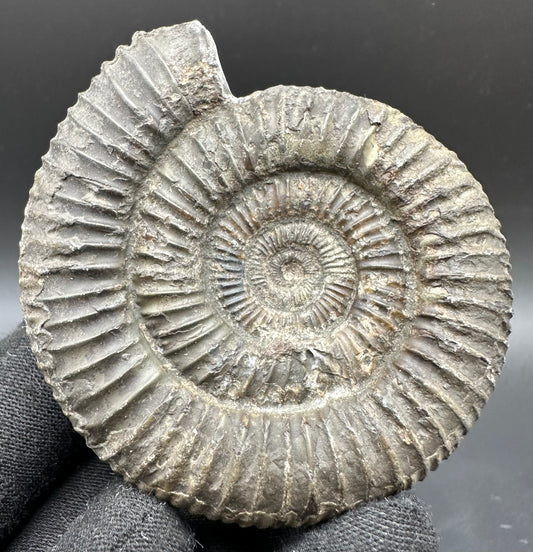 Dactylioceras Ammonite Fossil With Box And Stand - Whitby, North Yorkshire Jurassic Coast Yorkshire Fossils