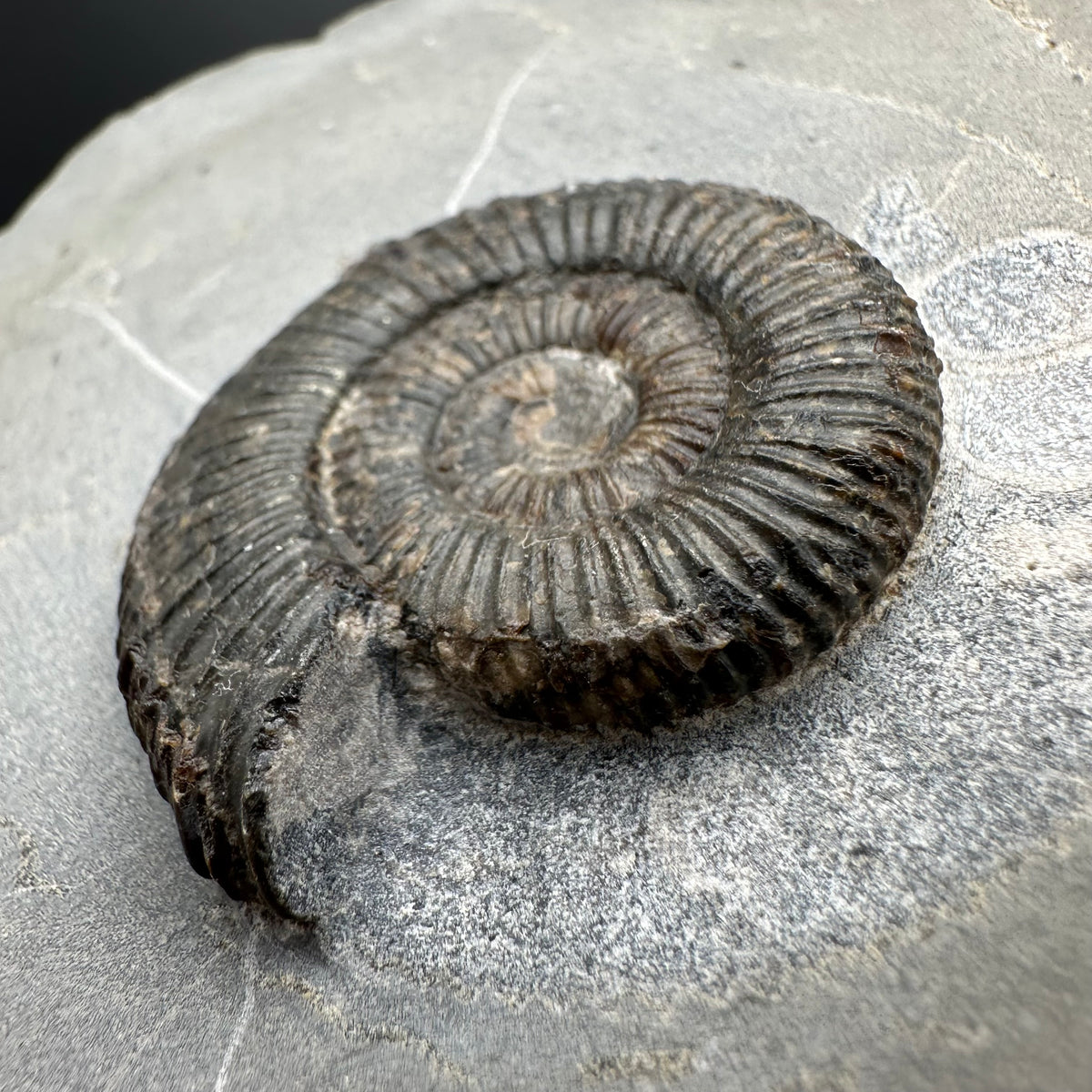 Dactylioceras Ammonite Fossil With box and Stand - Whitby, North Yorkshire Jurassic Coast Yorkshire Fossils