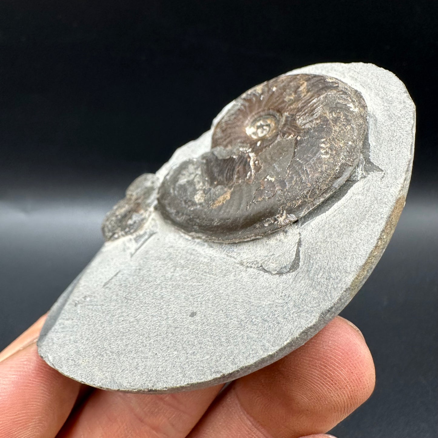 Eleganticeras Elegantulum Ammonite fossil with box and stand - Whitby, North Yorkshire Jurassic Coast, Yorkshire Fossils