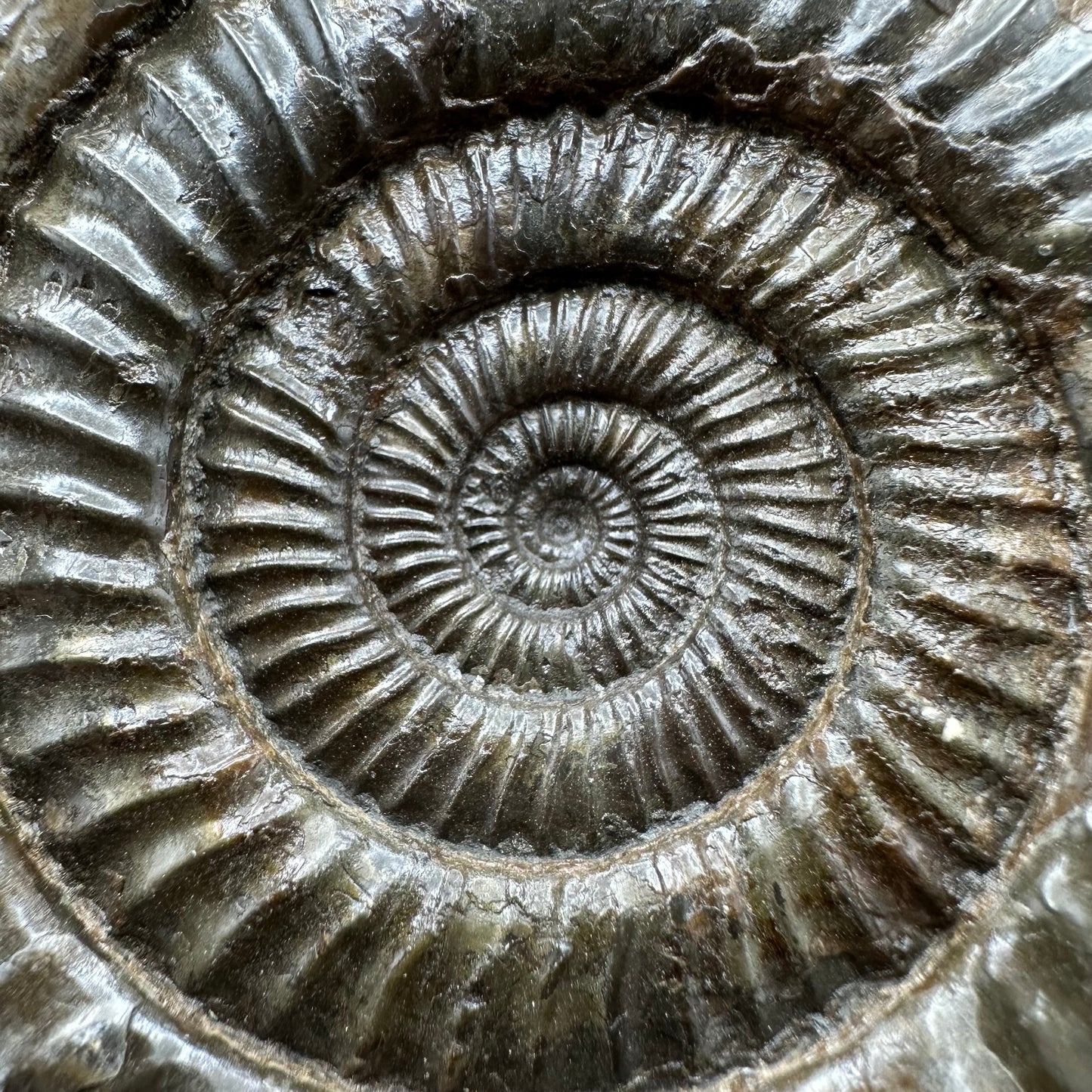 Dactylioceras Ammonite Fossil With box and Stand - Whitby, North Yorkshire Jurassic Coast Yorkshire Fossils