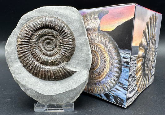 Dactylioceras Ammonite Fossil With Box And Stand - Whitby, North Yorkshire Jurassic Coast Yorkshire Fossils