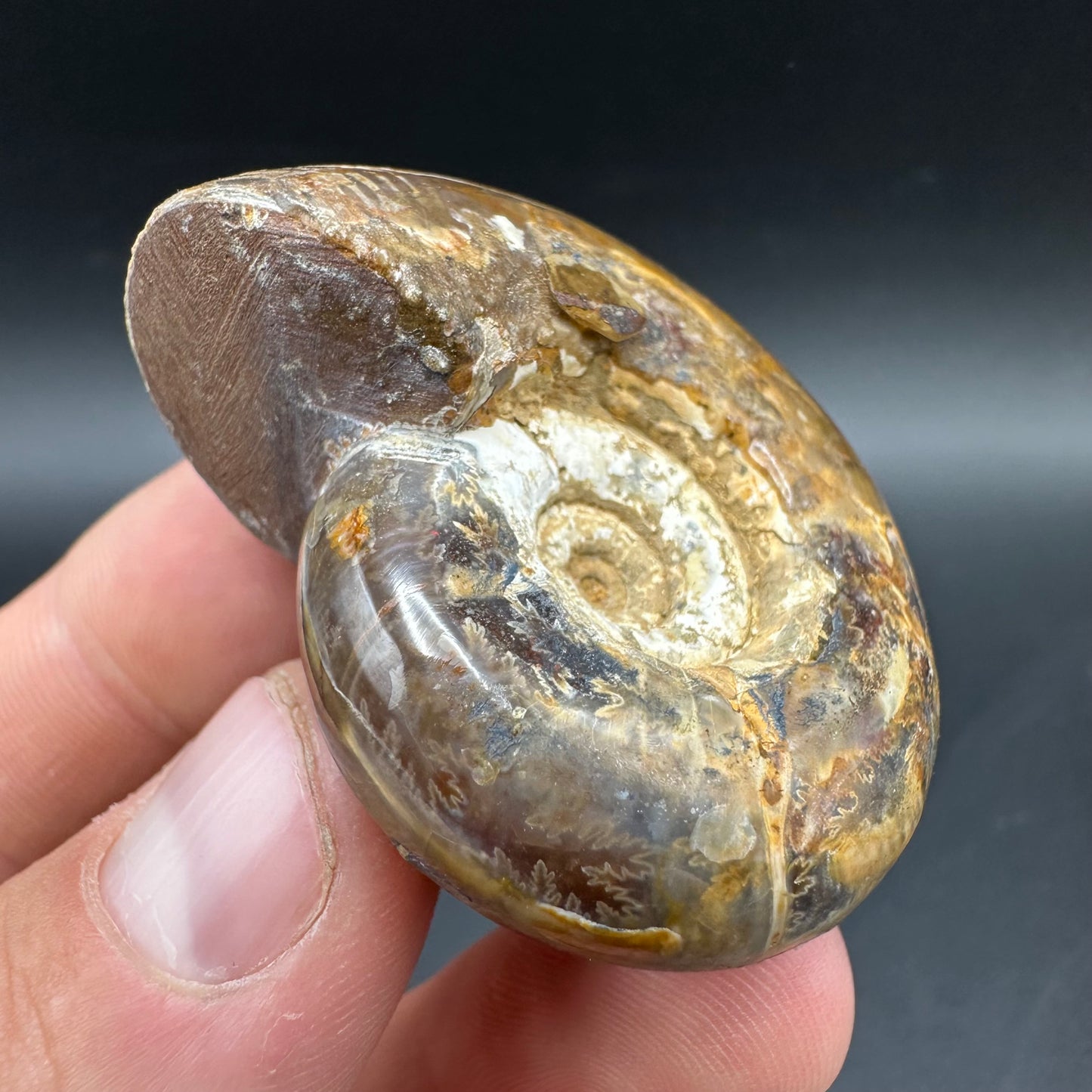 Puzosia Ammonite Fossil With Box And Stand - Cretaceous Ammonite Madagascar